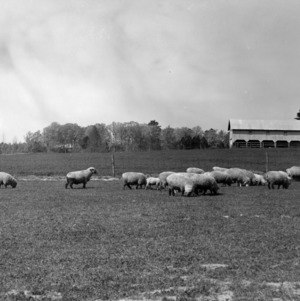 Flock of sheep on farm