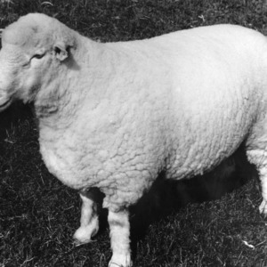 First Polled Dorset Ram