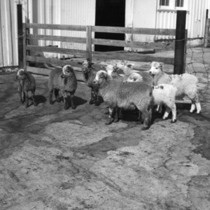 Crossbred blackbelly lambs