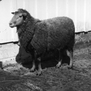 Ewe from sheep breeding experiment