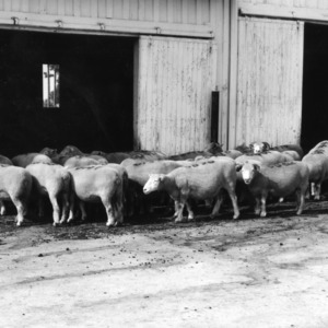 Polled Dorset sheep entering barn