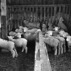 Polled Dorset sheep in barn