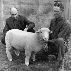 Men with Dorset sheep on Addison Mills' farm