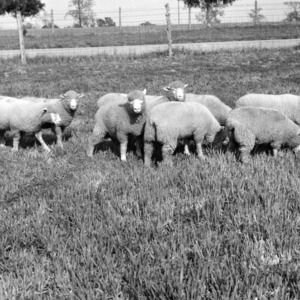 Polled Dorset ewe lambs