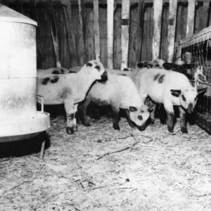 Polled Dorset lambs in barn