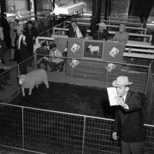 Champion Polled Dorset ram at the 1967 Ohio State Fair