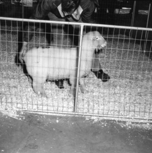Sheep in pen before being exported to South Africa