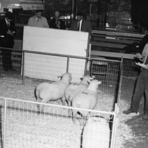 Three sheep in pen before being exported to South Africa