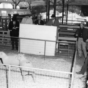 Two sheep in pen before being exported to South Africa