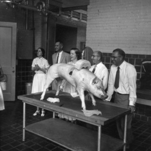 Swine anatomy demonstration