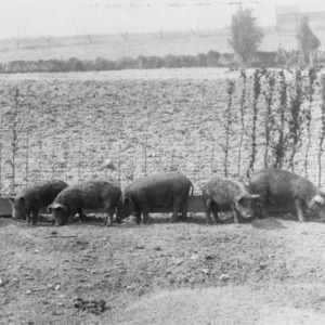 Piglets from Central Test Farm