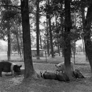 Swine resting among trees