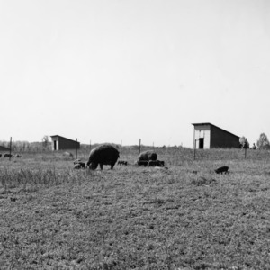 Swine and piglets grazing in field