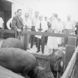Group observing swine in pen
