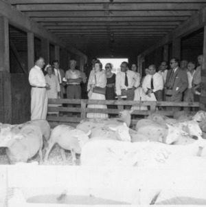 Group observing sheep in barn