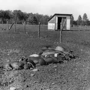 Sows and piglets resting in lots at Central Farm
