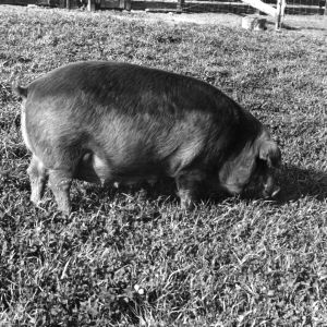 Swine grazing at Animal Husbandry farm