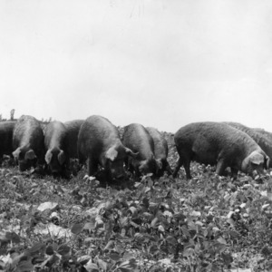 Duroc Jersey brood sows grazing on soybean pasture at Animal Husbandry Farm