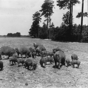 Swine with piglets grazing on range