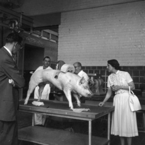 Swine anatomy demonstration