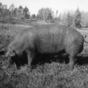 Prized boar