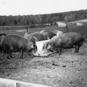 Swine eating at trough