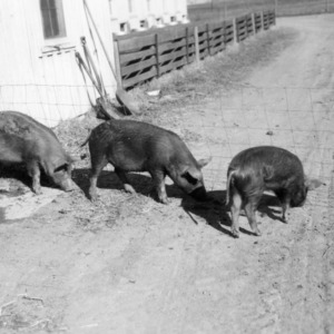 Three pigs from feeding experiment