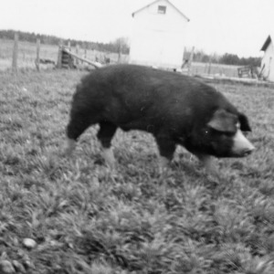 Poland China boar used for cross-breeding