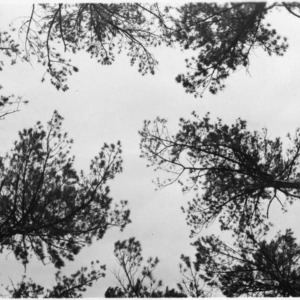 Crown studies of Shortleaf Pines by the College of Forest Resources
