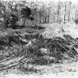Erosion Reclamation with Shortleaf Pines