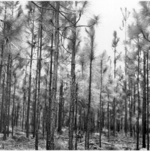 Forest Fire Prevention - Longleaf Pine Thinning