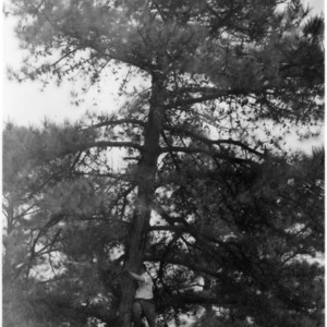 Hybrid Pine-Pinus taeda x Pinus serotina