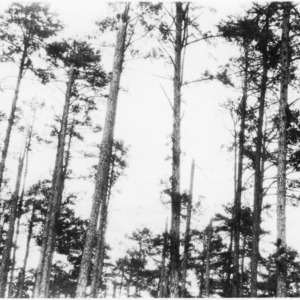 Ice-damaged Shortleaf Pine