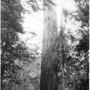 Southern Cypress