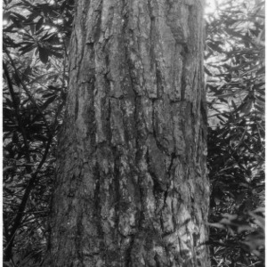 Large tree showing characteristics of hemlock bark
