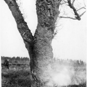 Large Dogwood Tree