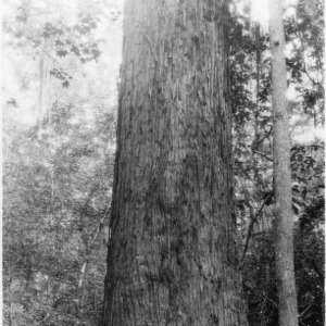Southern Cypress Tree