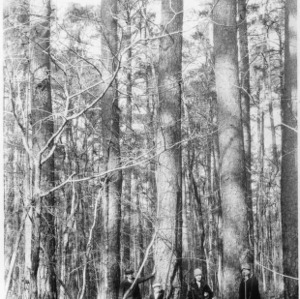 Giant Shortleaf Pine Tree