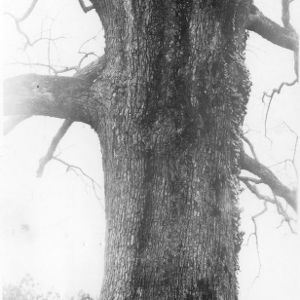 Large White Oak Tree