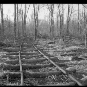 Trees Littered near railroad track