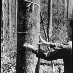 Measuring Forest Trees