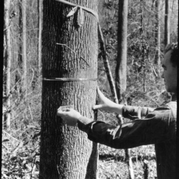 Measuring Forest Trees