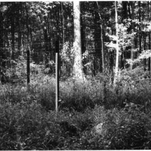 Forest Trees with Fencing