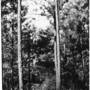 Logging - Pine Trees