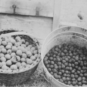 Black Walnuts at farm of T.D. Brown