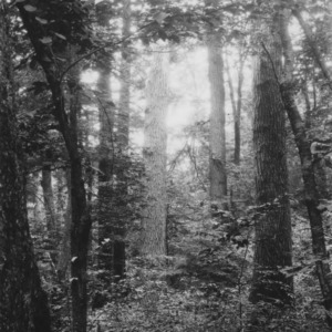 Trees in Ravennel Primaeval Forest, Highlands, N.C.