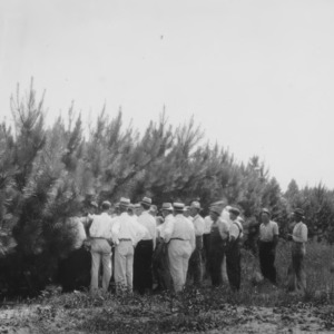 Loblolly pine plantation on farm of R.L. Stowe, Belmont, Gaston County