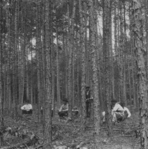 Farmers studying result of a timber thinning demonstration at the farm of B.L. Medlin, Union County.