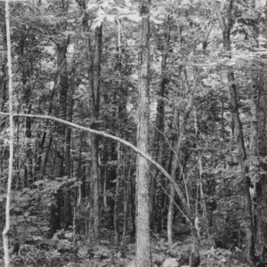 Unthinned stand of mixed hardwoods -  County Home Farm, Wilkes County