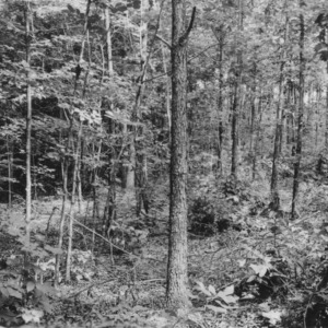 Showing a contrast between thinned and unthinned areas in mixed hardwood - County Home Farm, Wilkes County